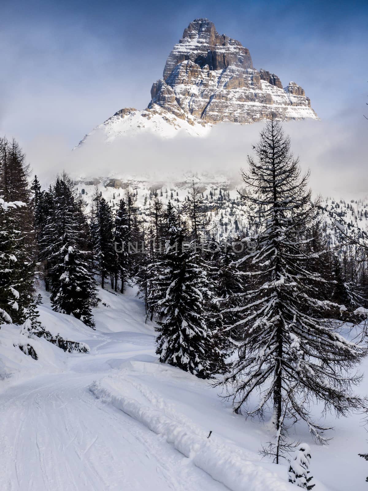 beautiful panorama of snowy forest in the Dolomites.