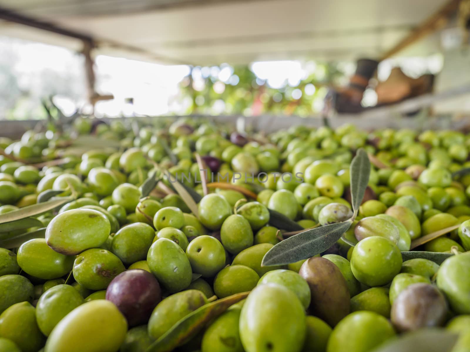 Traditional olive harvest in Italy, using poles and nets.