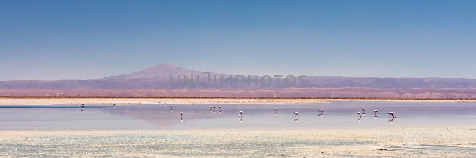 Laguna Chaxa, Atacama Desert, Chile. South America.