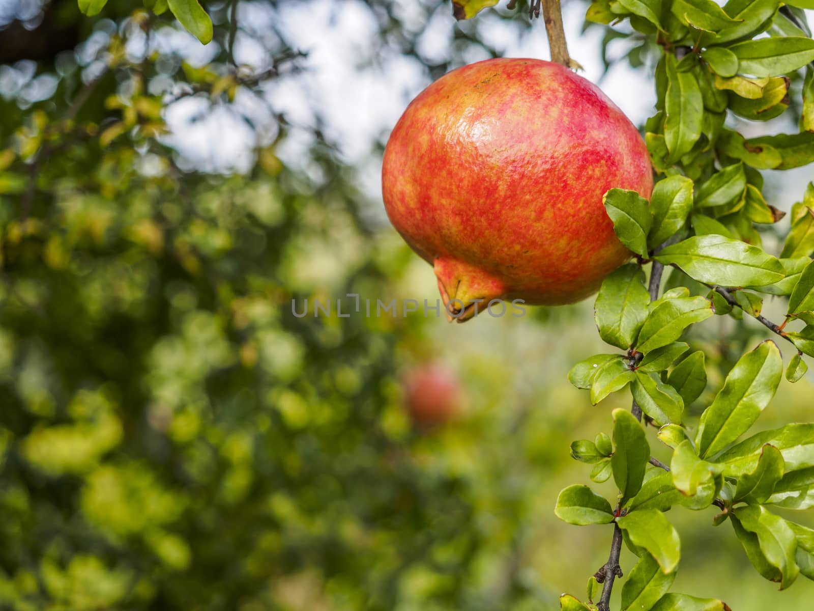 Fresh pomegranate with leaves on tree branches