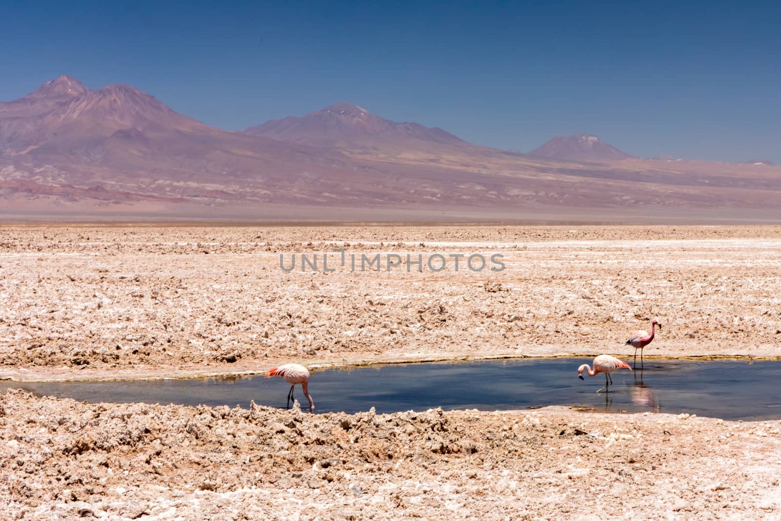 Laguna Chaxa, Atacama Desert, Chile. South America.