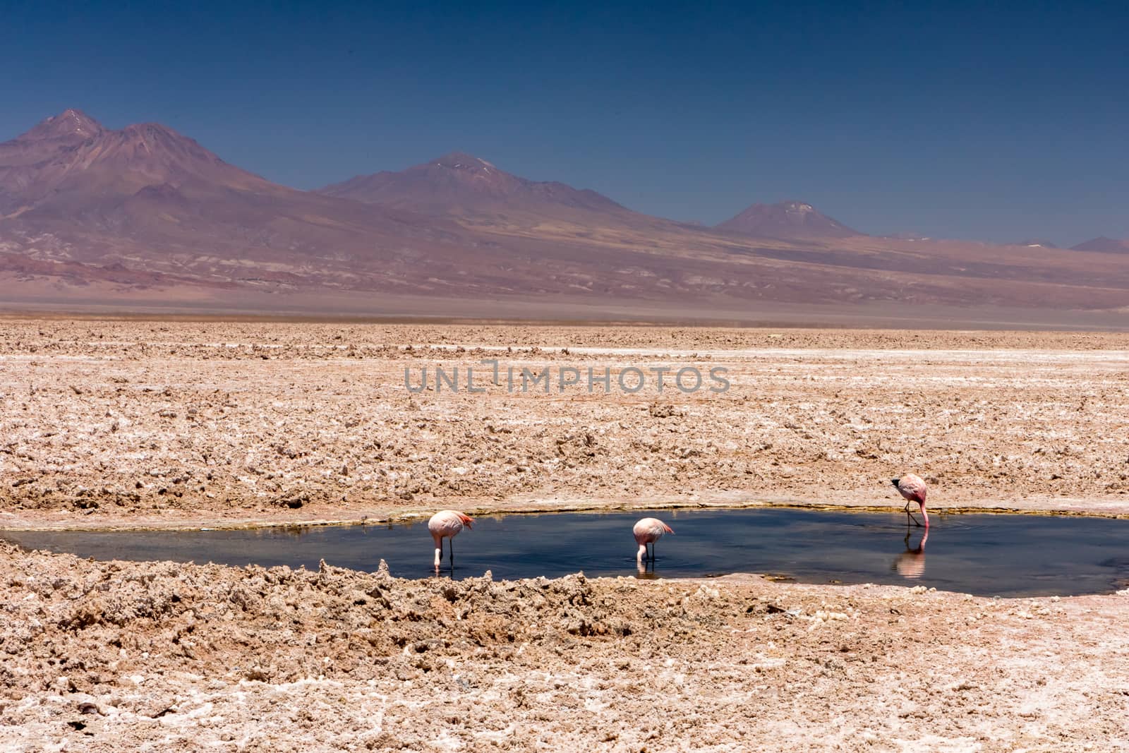 Laguna Chaxa, Atacama Desert, Chile. South America.