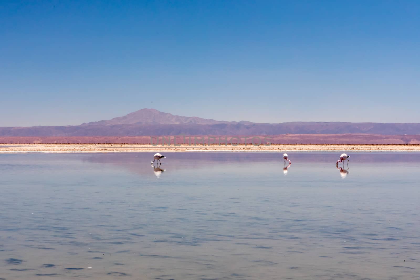 Laguna Chaxa, Atacama Desert, Chile. South America.