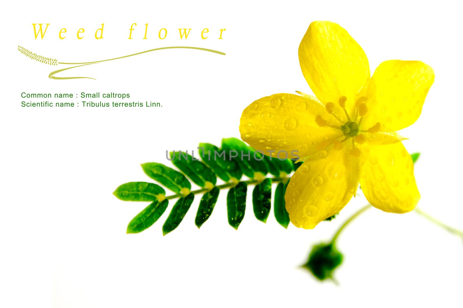 Yellow flower of small caltrops weed, isolated flower on white background