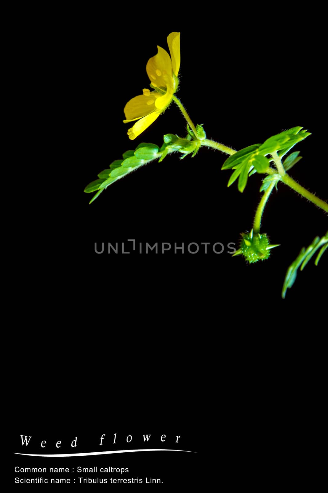 Yellow flower of small caltrops weed, isolated flower on black background with common and scientific name