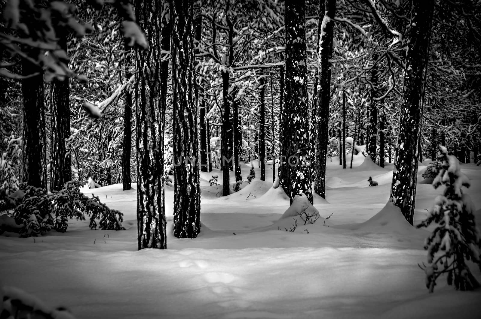 winter forest by vinciber