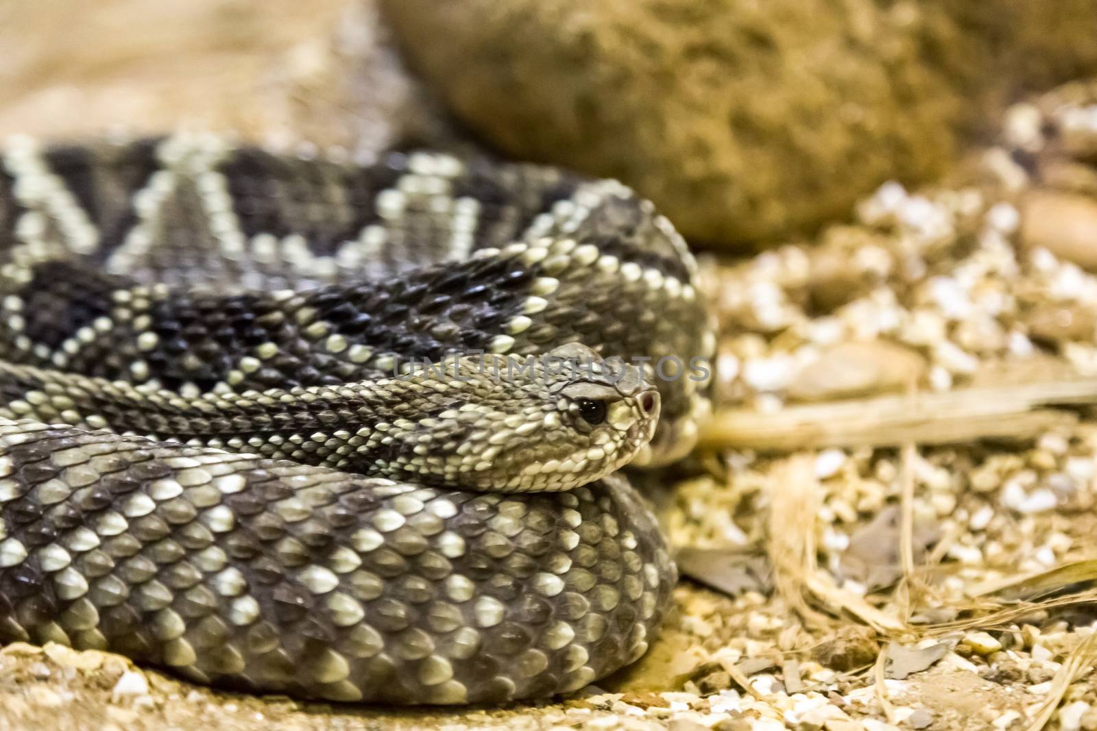 Rattlesnake - Crotalus durissus, poisonous. Dangers.