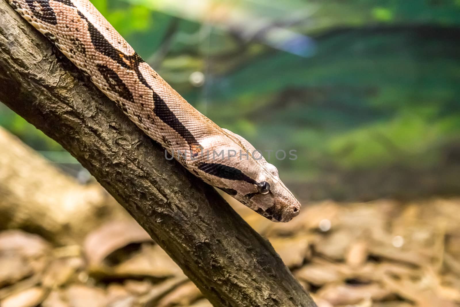 Boa constrictor, a species of large, heavy-bodied snake. Danger animal. by SeuMelhorClick