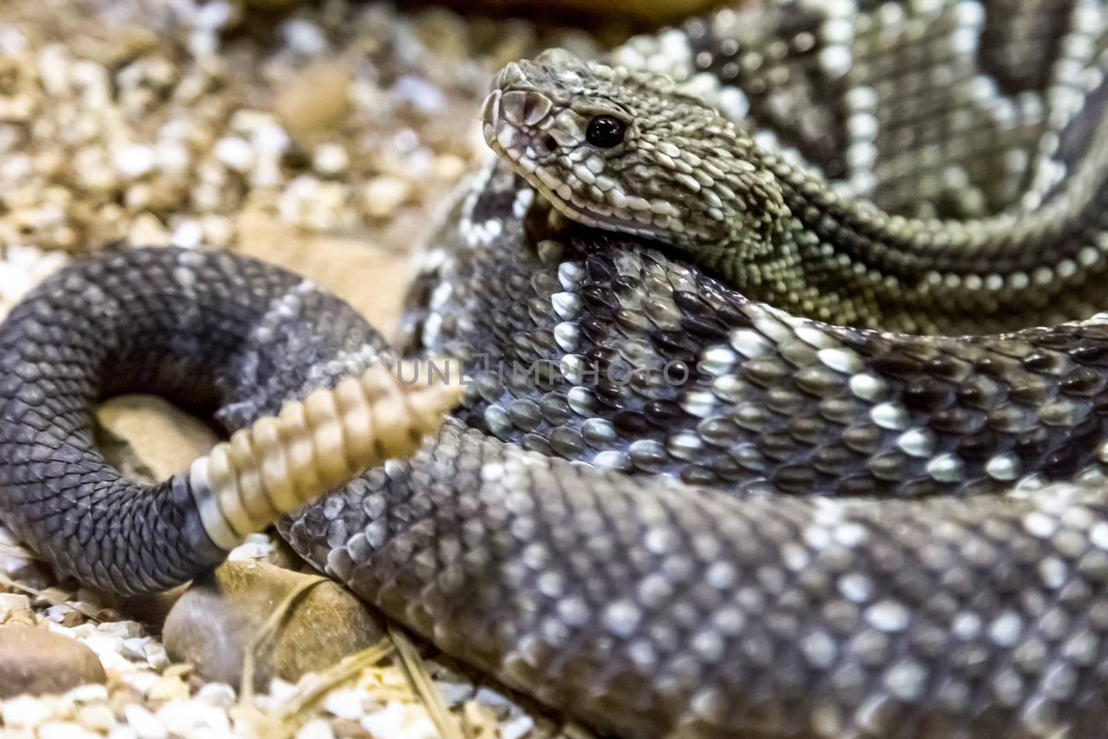 Rattlesnake - Crotalus durissus, poisonous. Dangers.