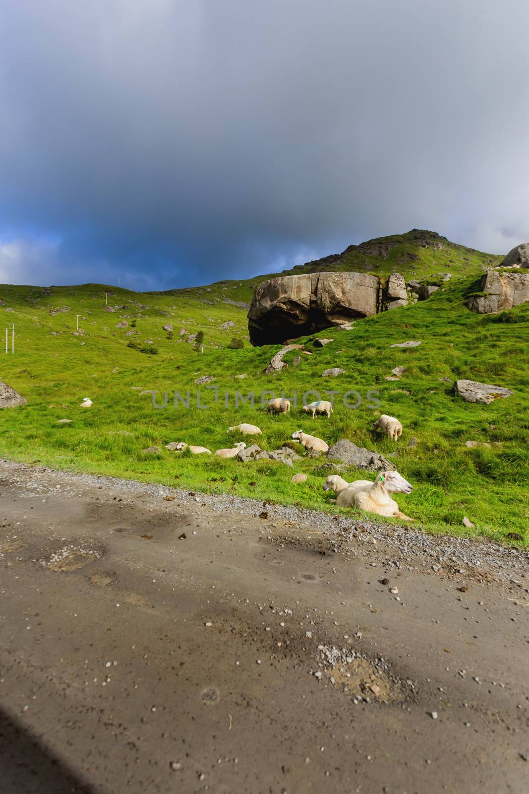 Beautifull scandinavian landscape with meadows and mountains. Sheep graze by themselves next to the road. Lofoten islands, Norway.