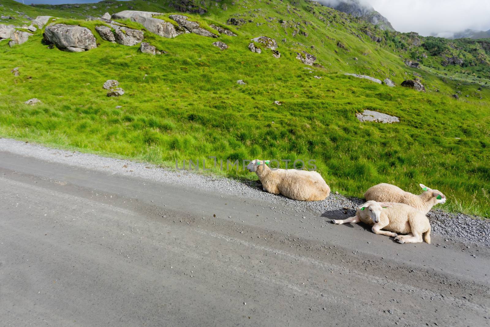 Beautifull scandinavian landscape with meadows and mountains. Sheep graze by themselves next to the road. Lofoten islands, Norway.
