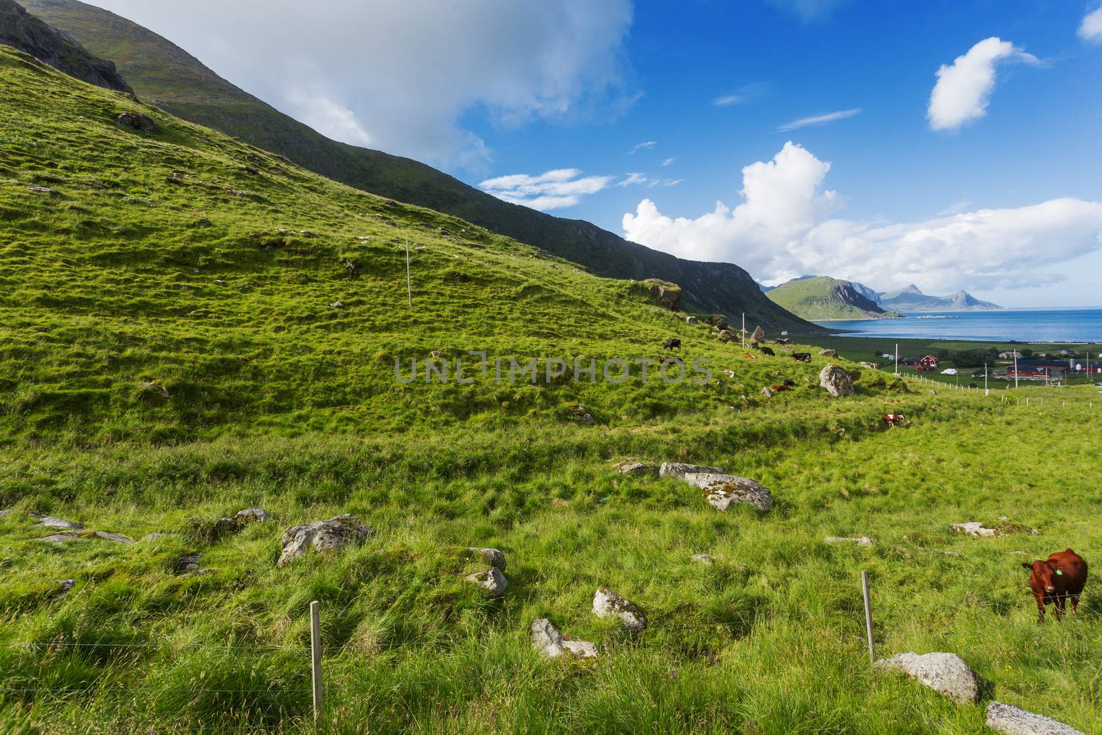 Beautiful scandinavian landscape with meadows, mountains and fjords. Lofoten islands, Norway.