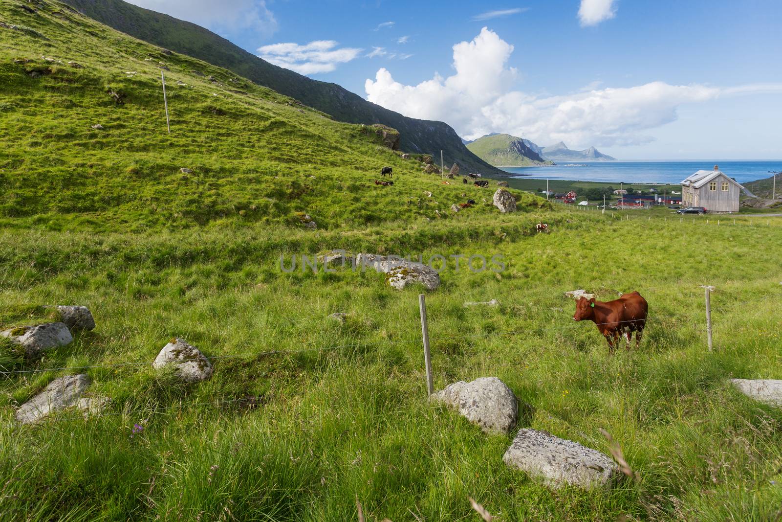 Beautiful scandinavian landscape with meadows, mountains and fjords. Lofoten islands, Norway.