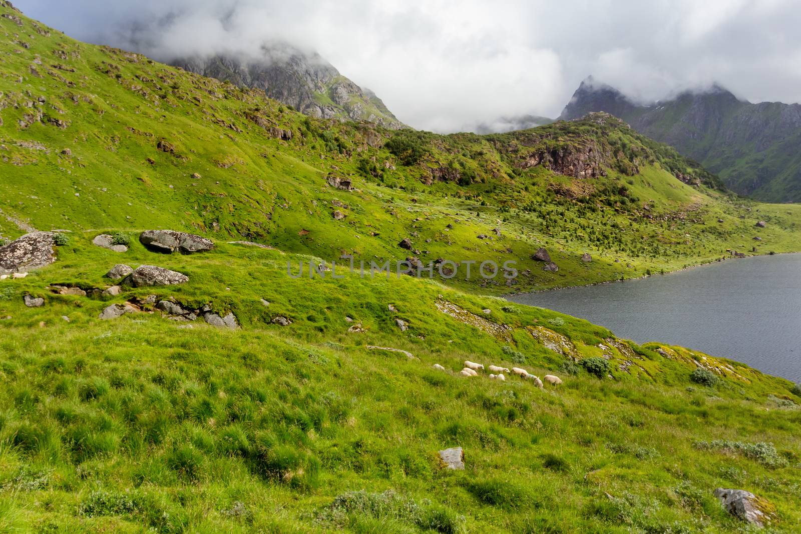 Beautifull scandinavian landscape with meadows, fjord and mountains. Lofoten islands, Norway.