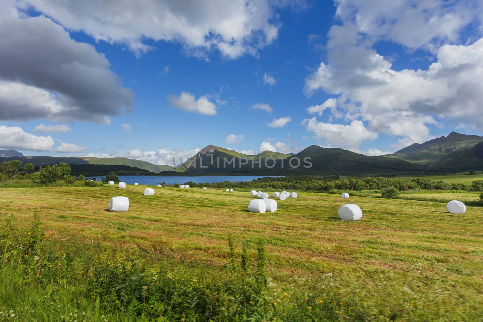 Typical scandinavian landscape with meadows, mountains and straw in special white plastic bags. Lofoten islands, Norway.