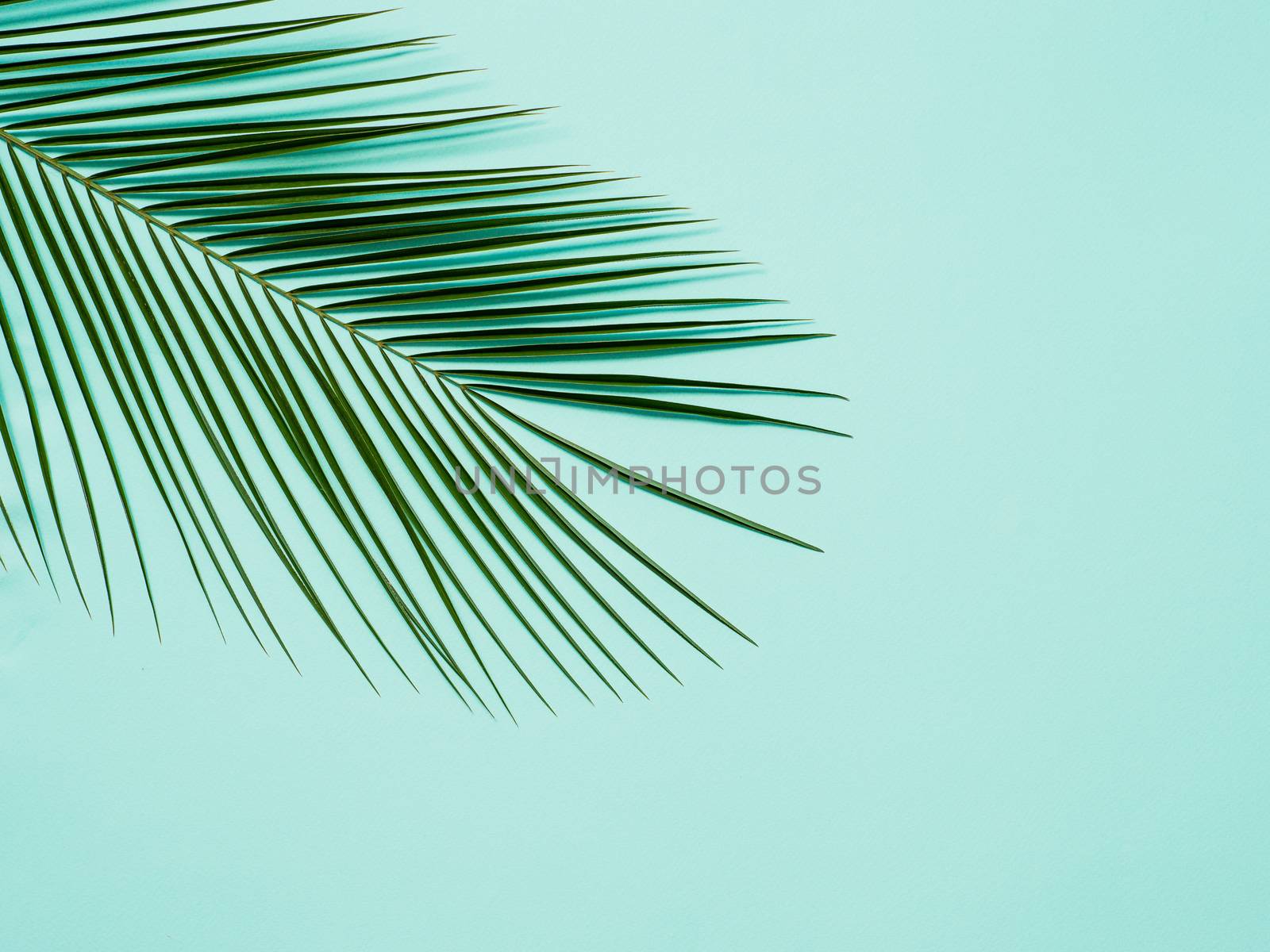 Palm leaves on pastel blue background. Tropical palm leaves top view or flat lay. Copy space for text or design. Horizontal banner. Tropical palm leave, jungle leave floral pattern background