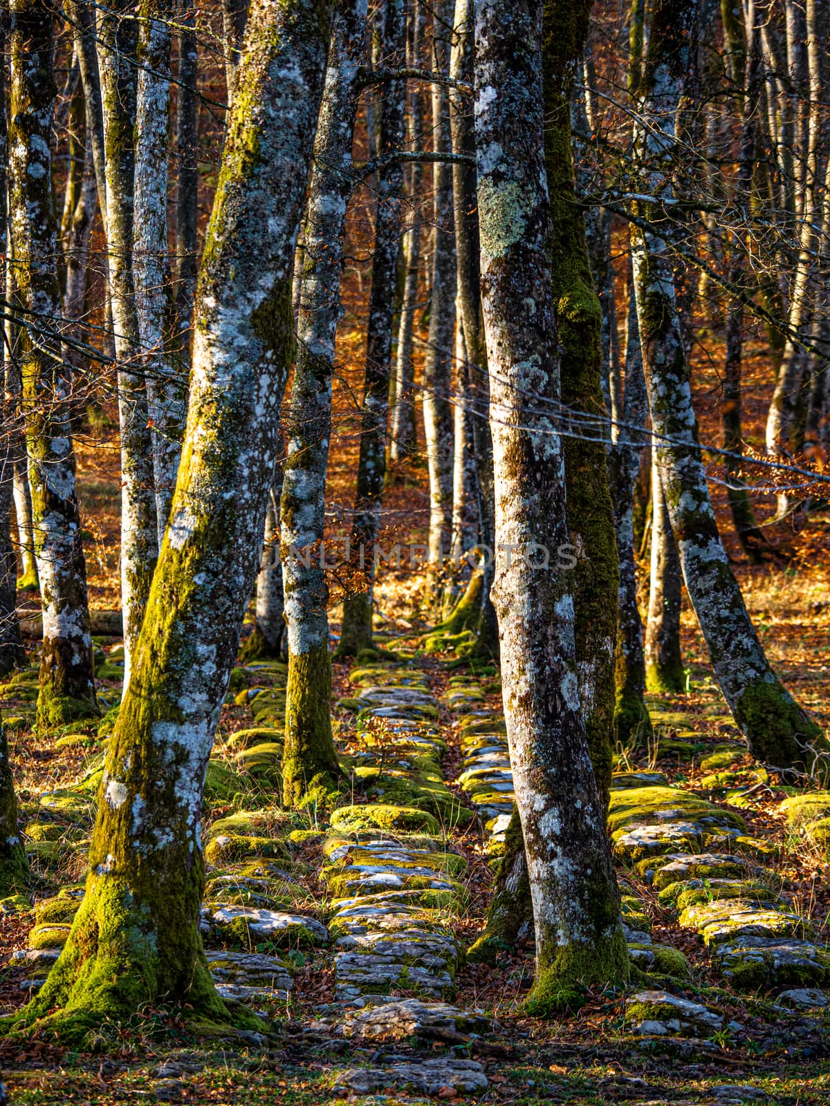 colorful landscape with trees and rocks by jmagfoto