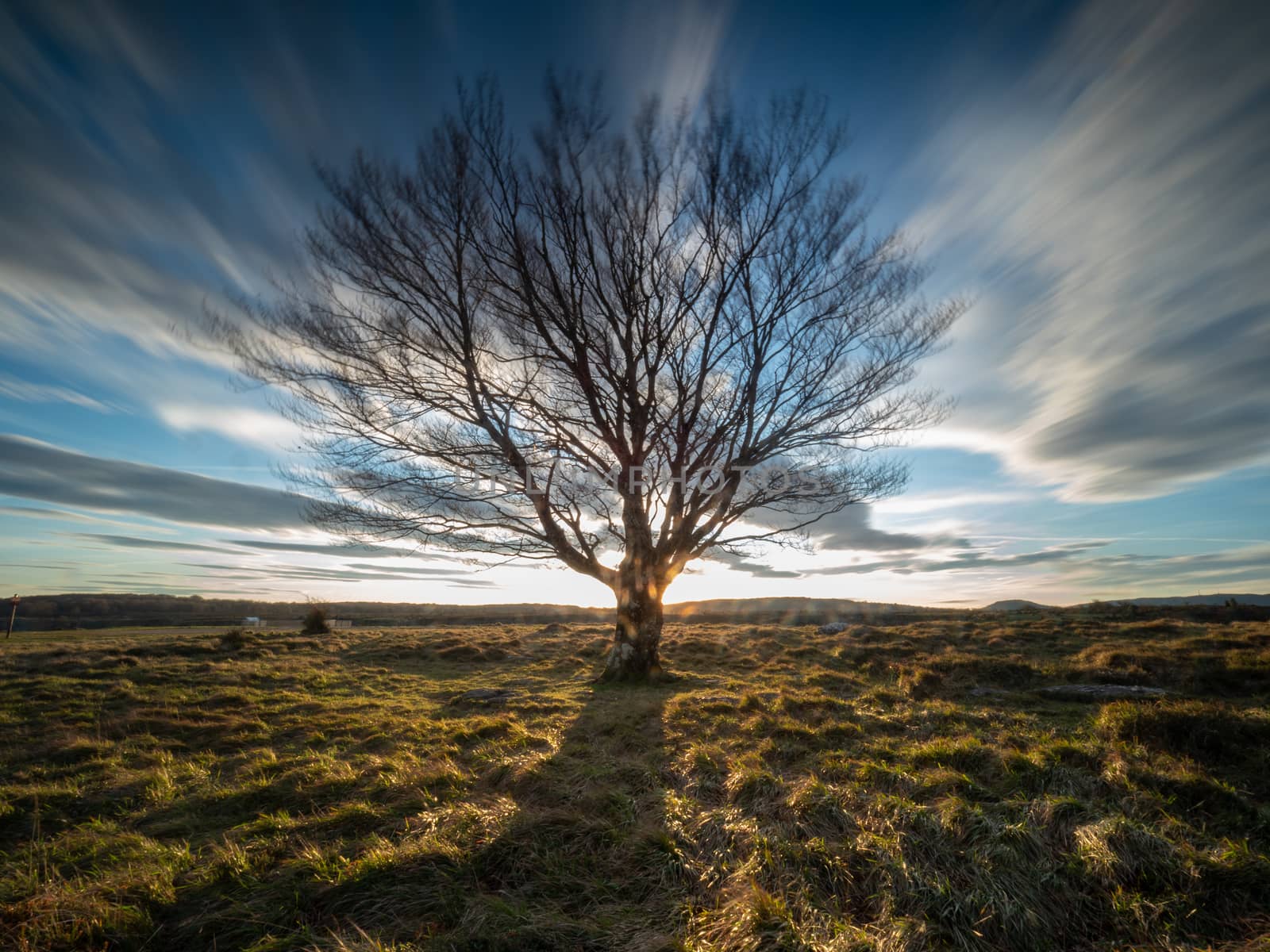 tree without leaves and sky in long exposure