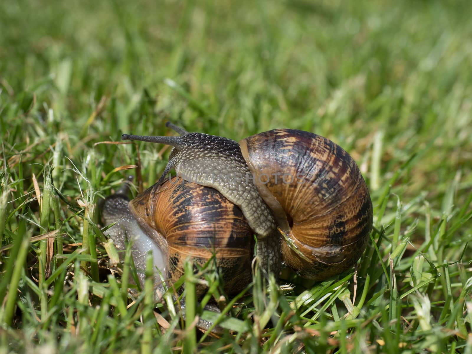 two snails walking and eating in the green field