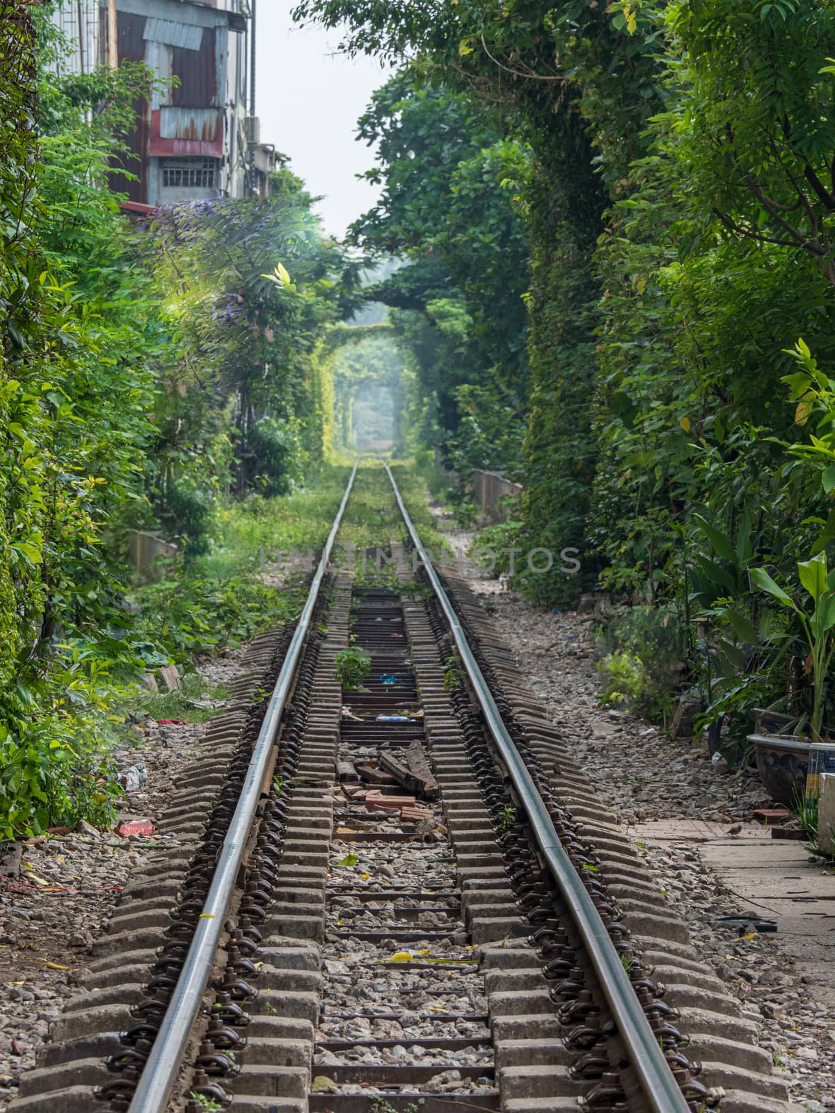 train tracks in a vegetation tunnel