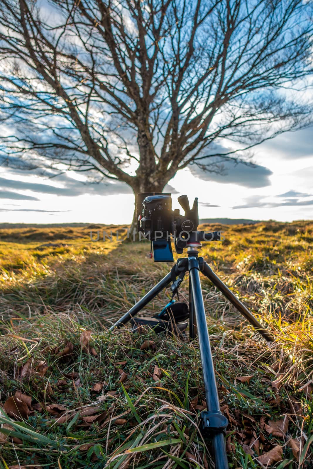 Tree without leaves and sky in long exposure with camera in the foreground