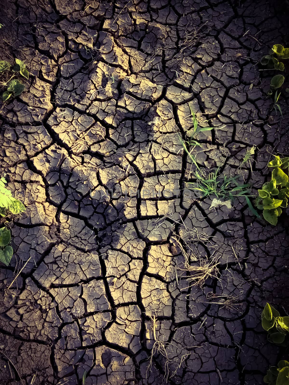 Soil shrinkage of black cotton soil in India image