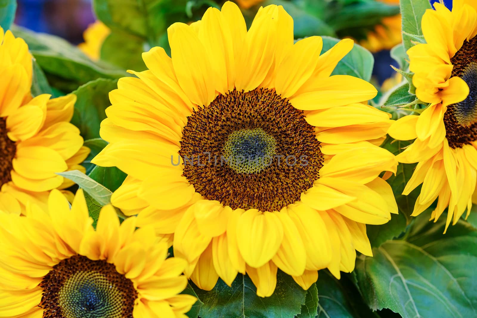 Beautiful bouquet of blooming sunflowers in close-up.