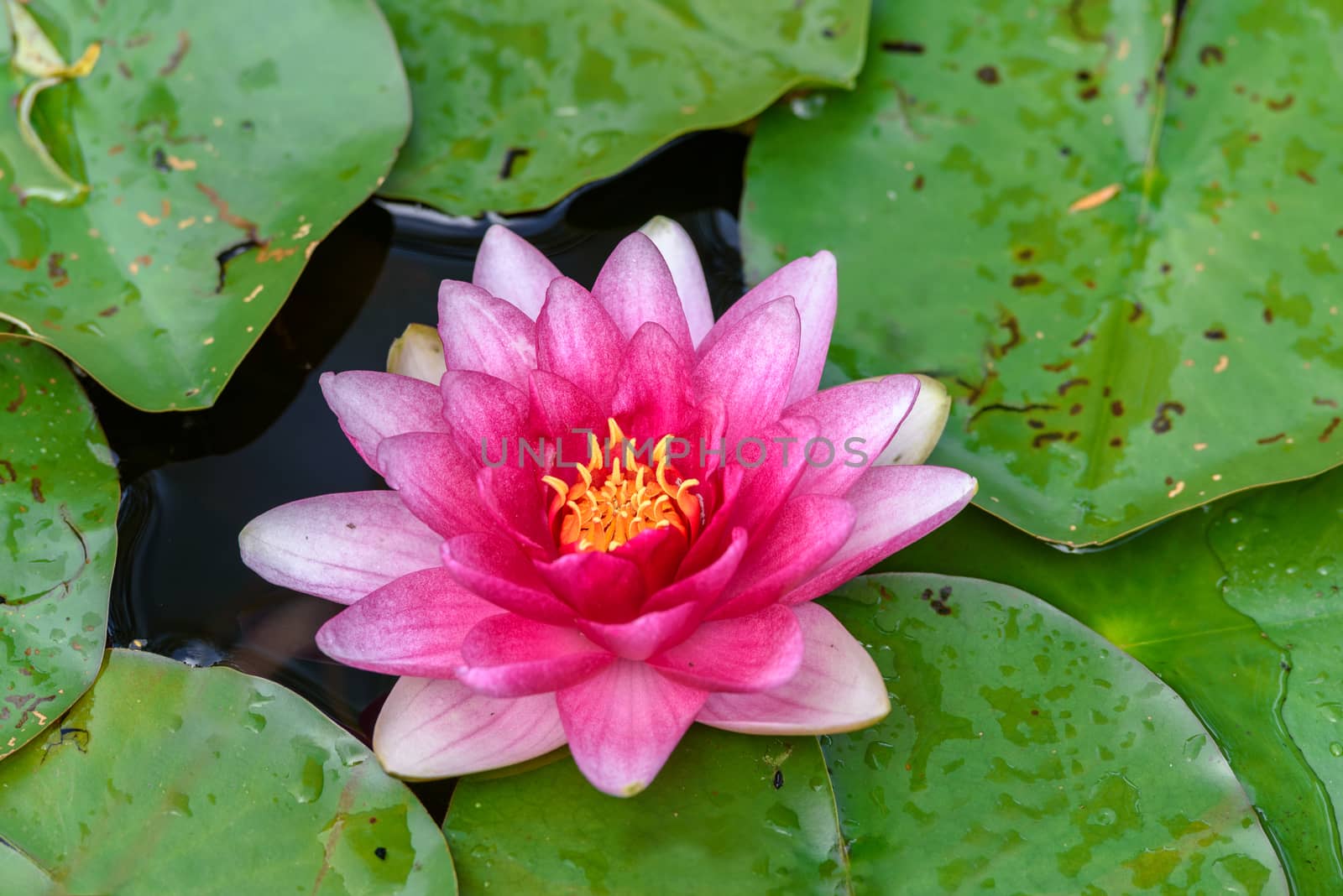 Beautiful pink water lily surrounded by green leaves on a pond.