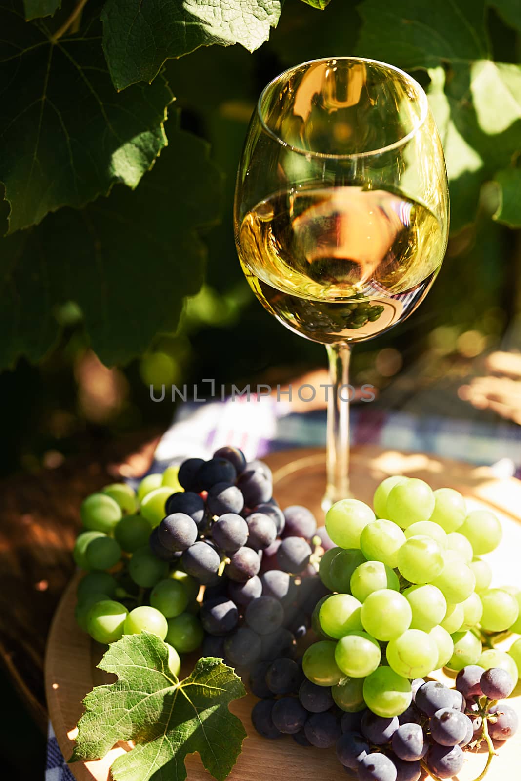 White wine in a wineglass and bunch of fresh grapes on the background of a rustic vineyard 
