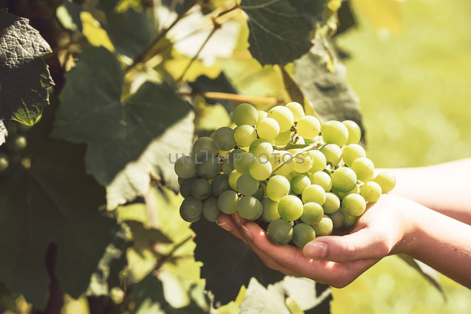 The woman's hand holds a large cluster of grapes during grapes harvest (vintage effect).