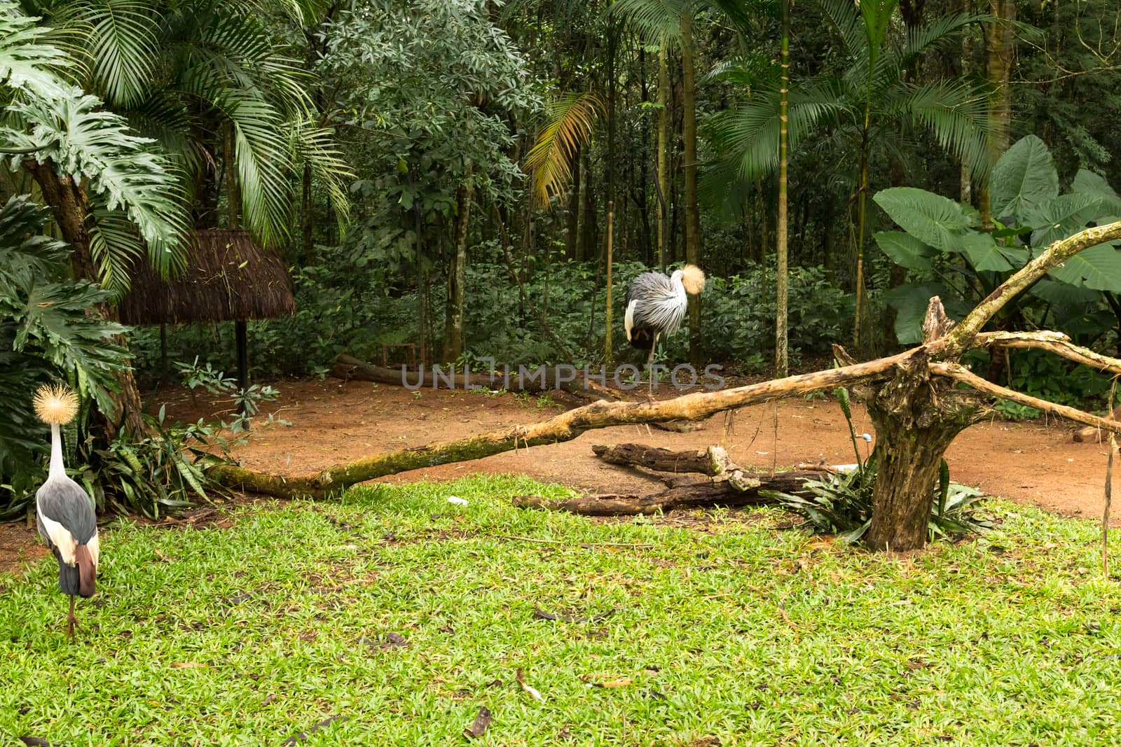 Toucan on the branch in tropical forest of Brazil