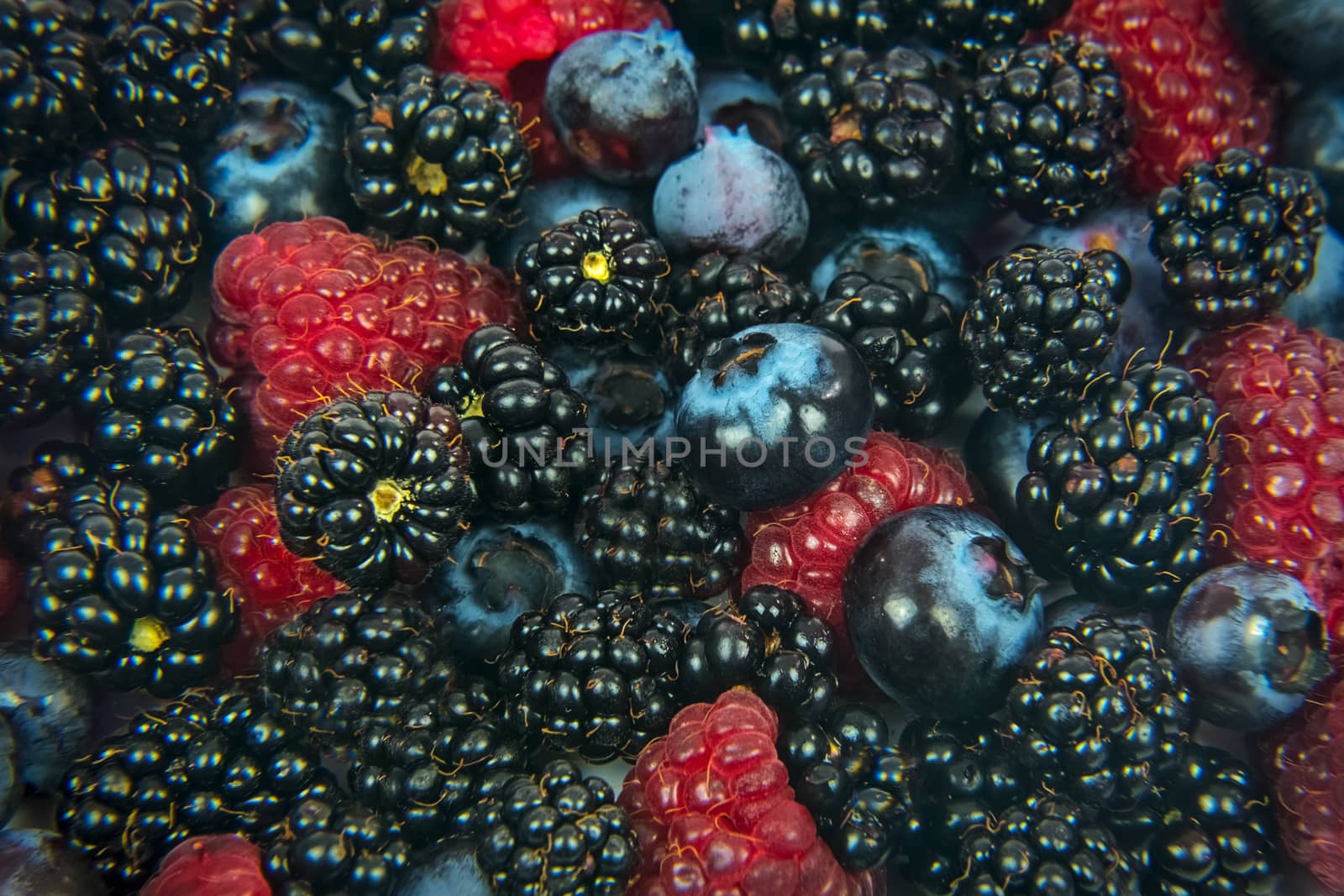 Background of many fresh forest fruits - blackberries, raspberries and berries in close-up