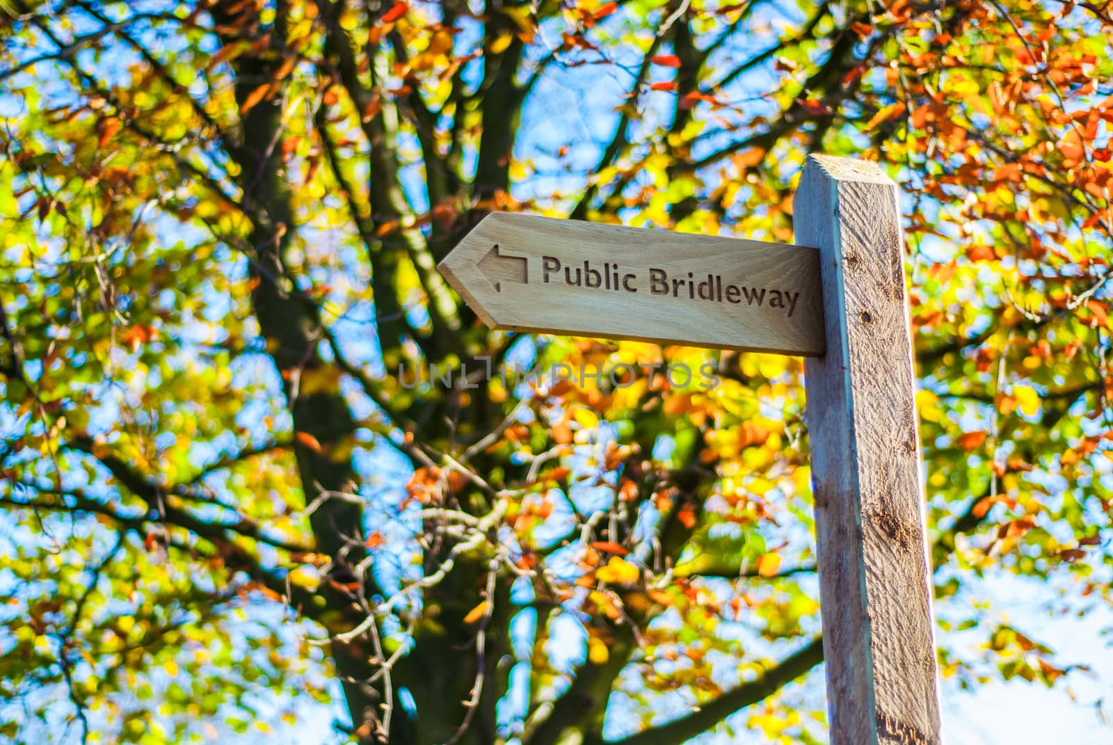 Wooden footpath sign with golden coloured beech tree behind by paddythegolfer