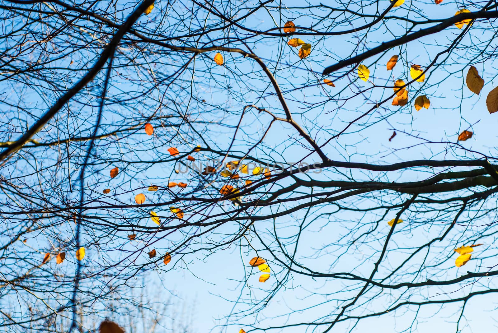 Golden autumn leaves on the branches of a tree by paddythegolfer