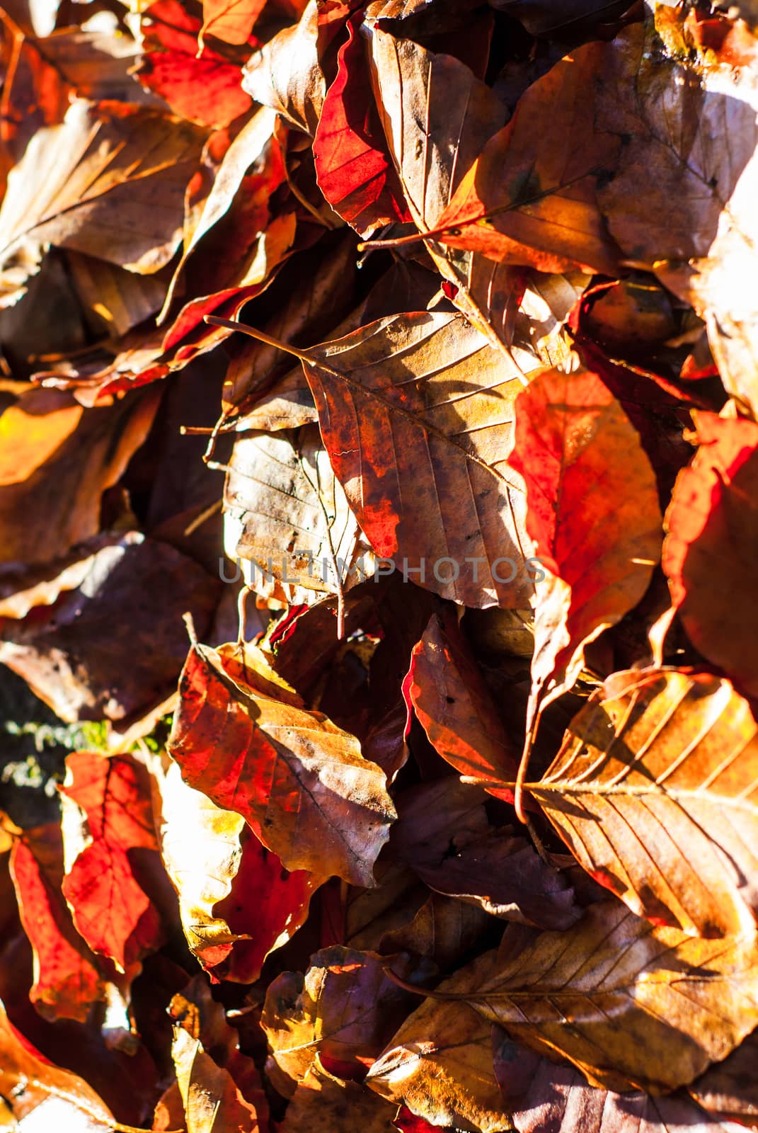 Dry autumn beech leaves lying on the ground in the forest lit by sunlight. Autumn, nature and aging concepts UK by paddythegolfer