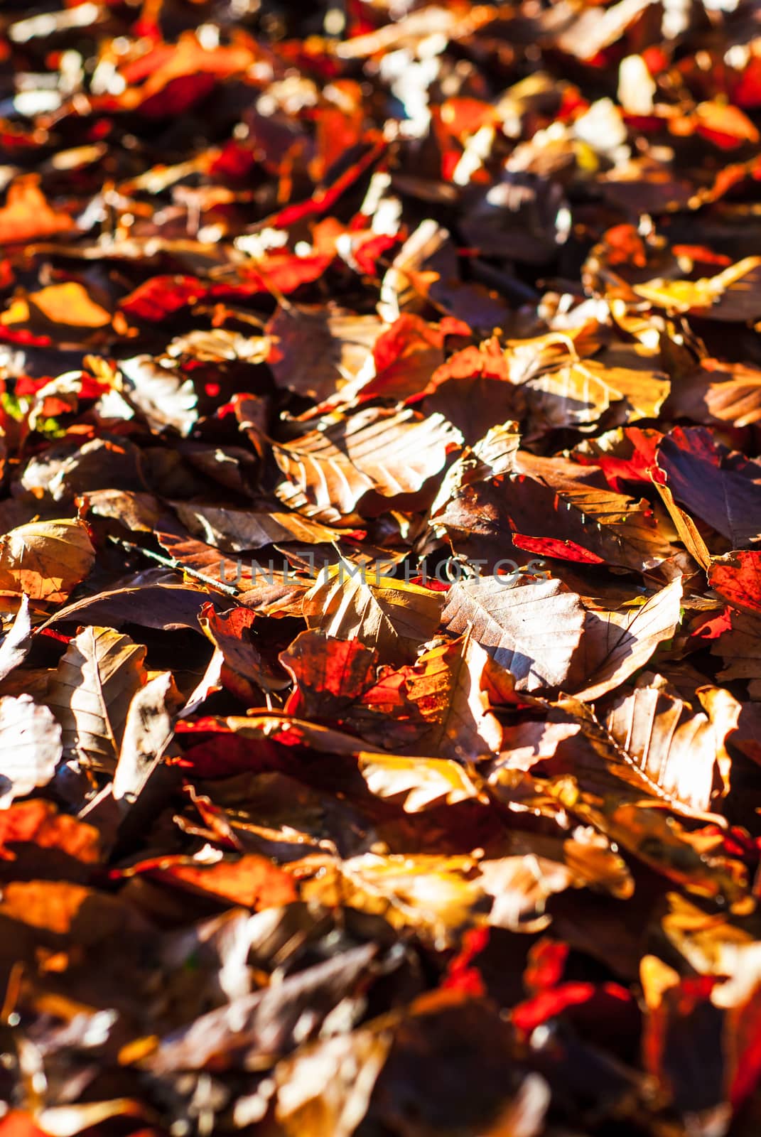 Dry autumn beech leaves lying on the ground in the forest lit by sunlight. Autumn, nature and aging concepts UK by paddythegolfer