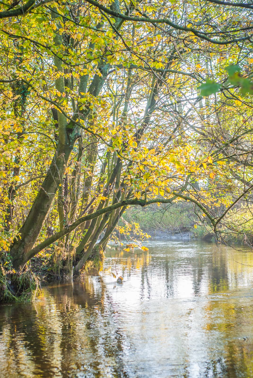 River besdie beautiful autumnal golden coloured beech trees UK