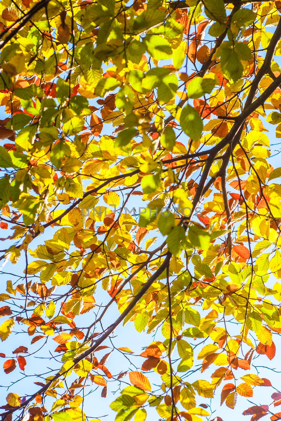 colorful leaves of beech trees in forest during early autumn UK