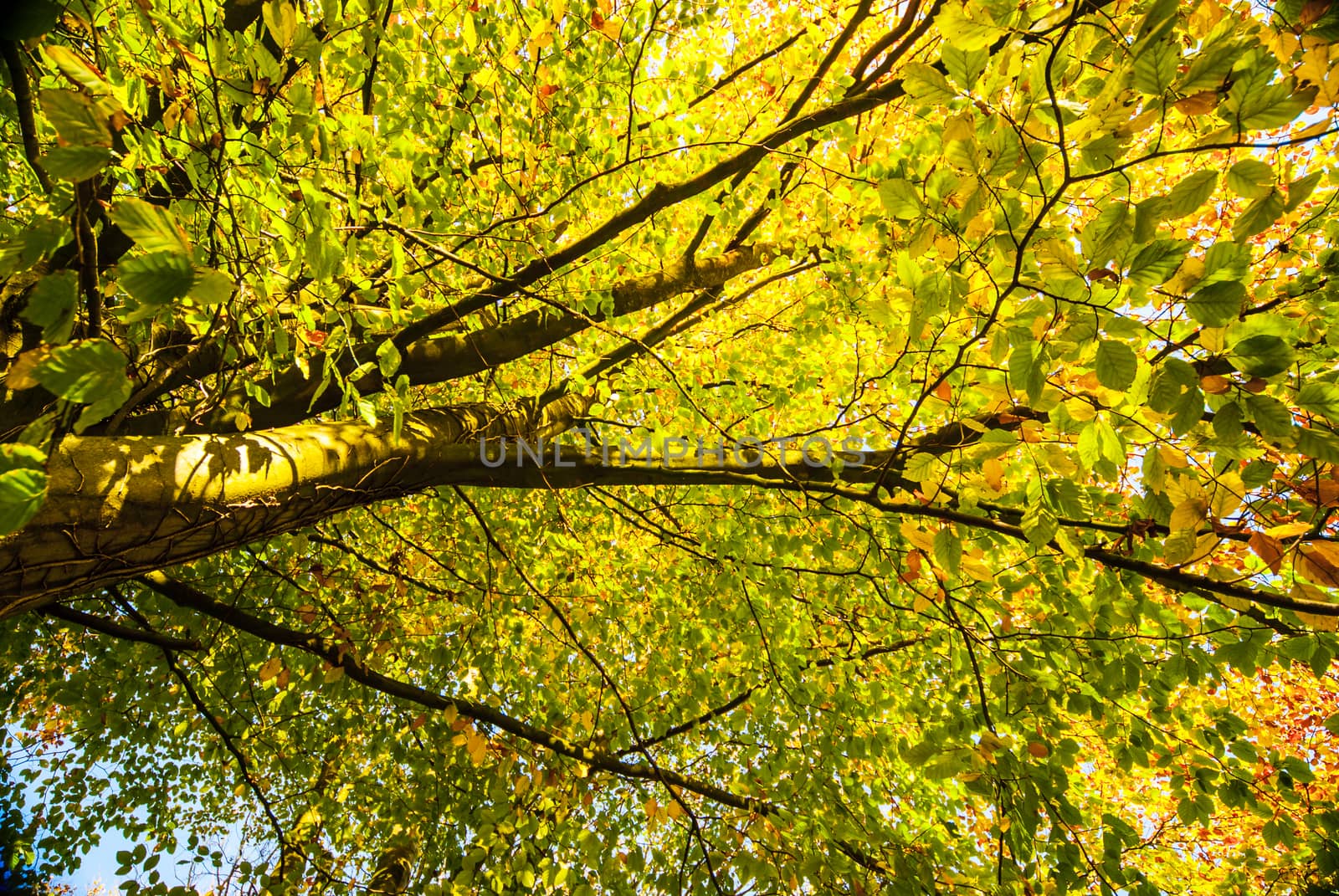 colorful leaves of beech trees in forest during early autumn by paddythegolfer