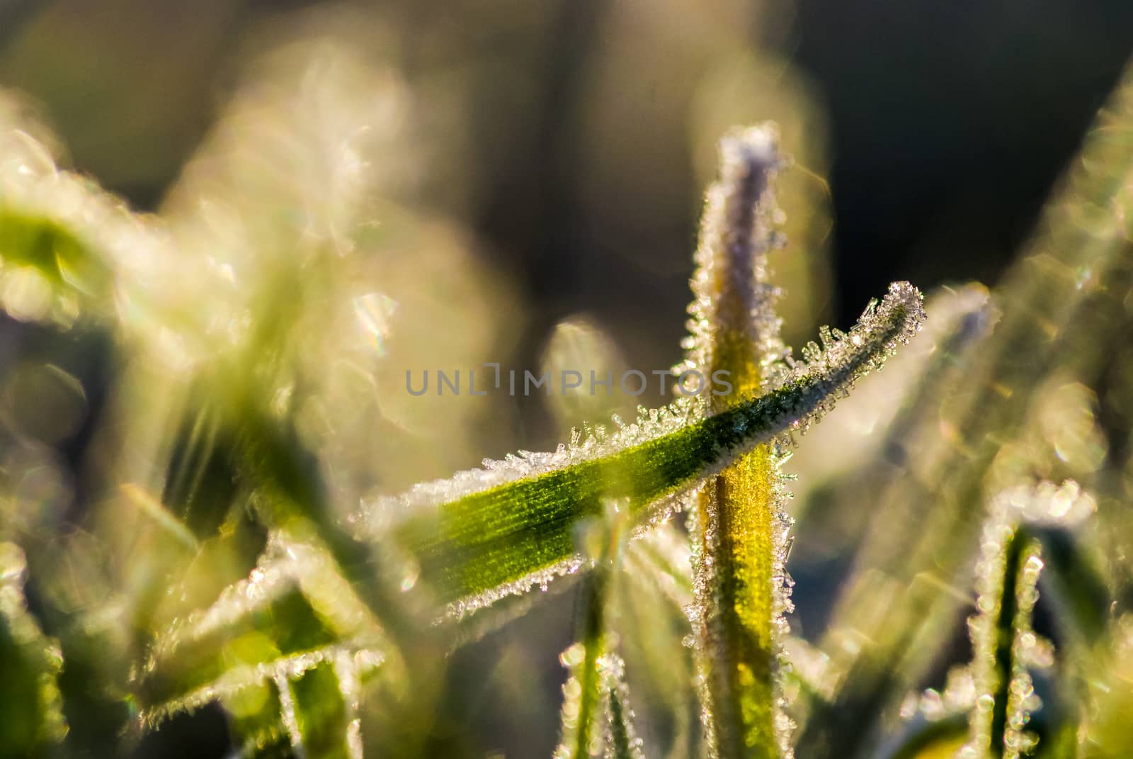 Close-up of green grass with ice crystals with blurred background by paddythegolfer