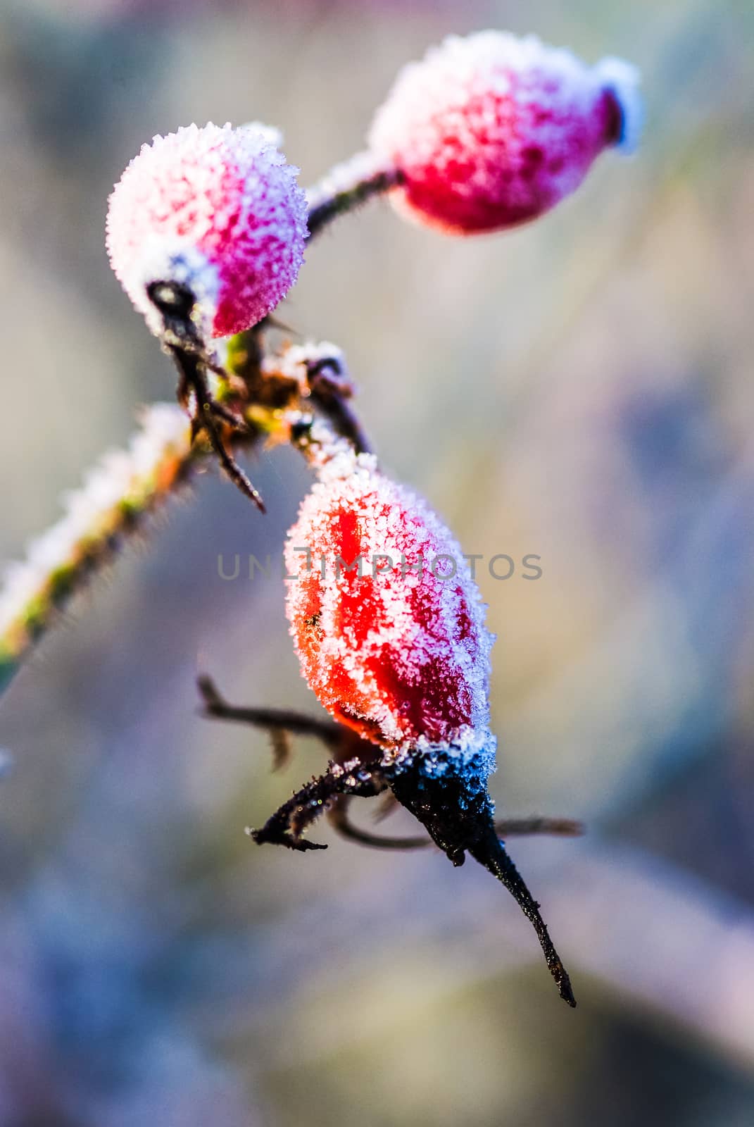 beautiful juicy red rosehip berries hanging in the winter garden covered with frost UK by paddythegolfer