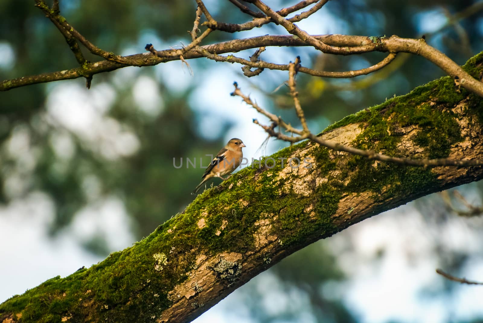 Female Common Chaffinch bird sitting on the fir tree branch on the green forest background by paddythegolfer