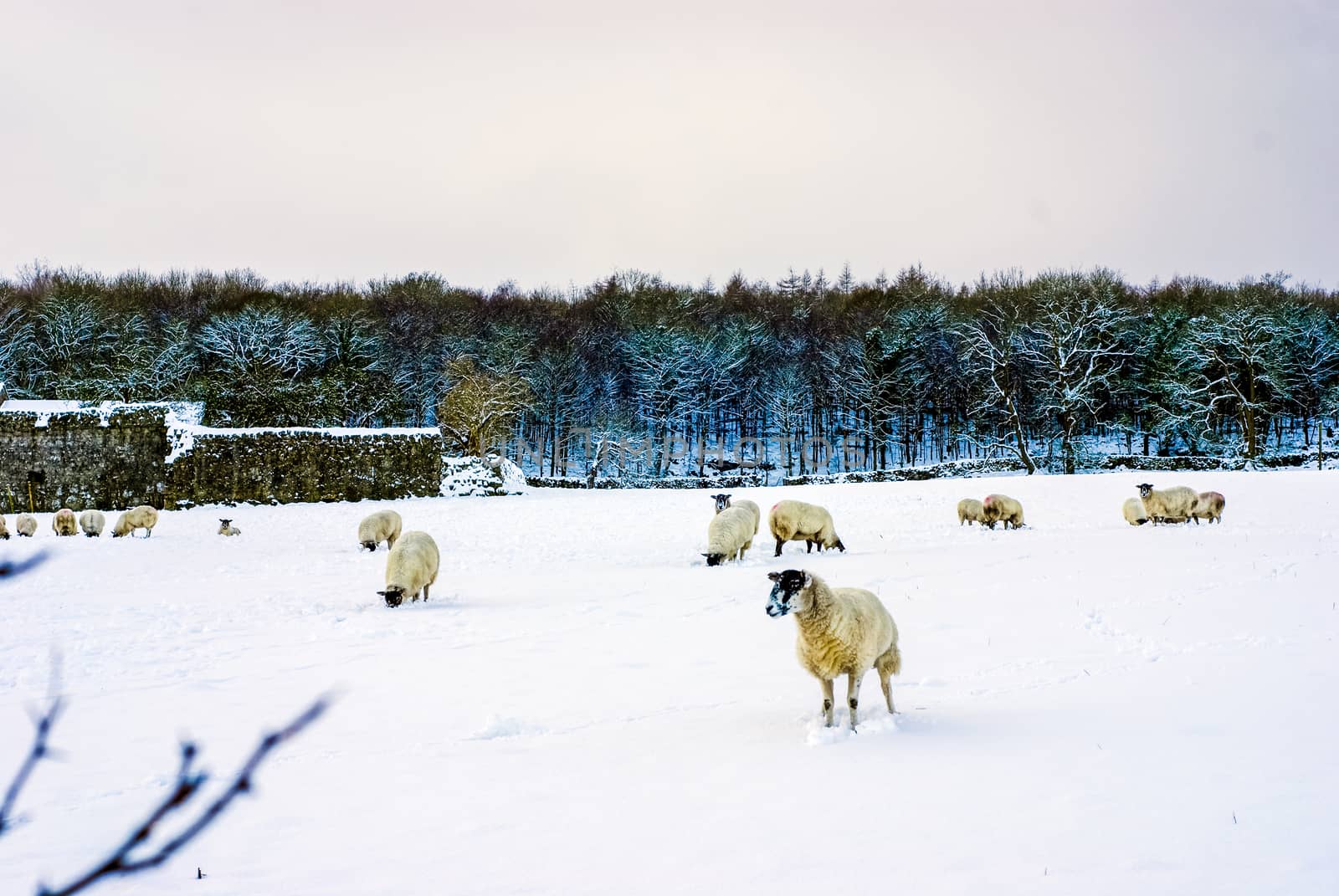 a flock of pregnant ewes in snowy Spring weather. UK,