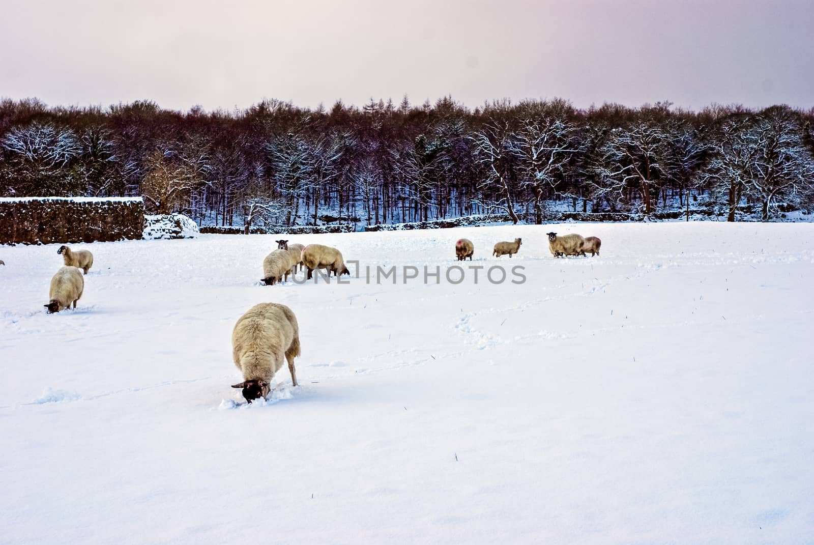 a flock of pregnant ewes in snowy Spring weather. UK,