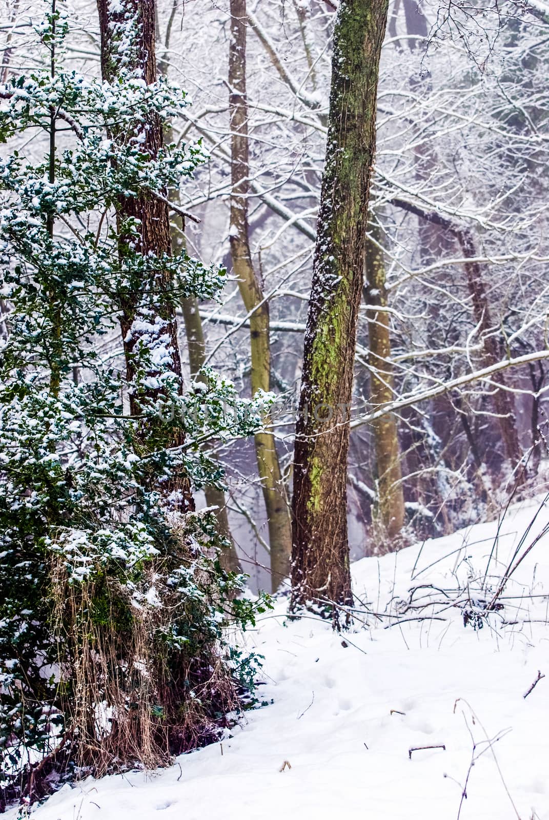 pine wood and winter, snow in The Lake District