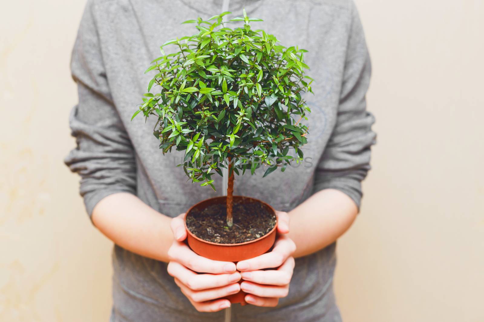 Hands holding green tree in pot