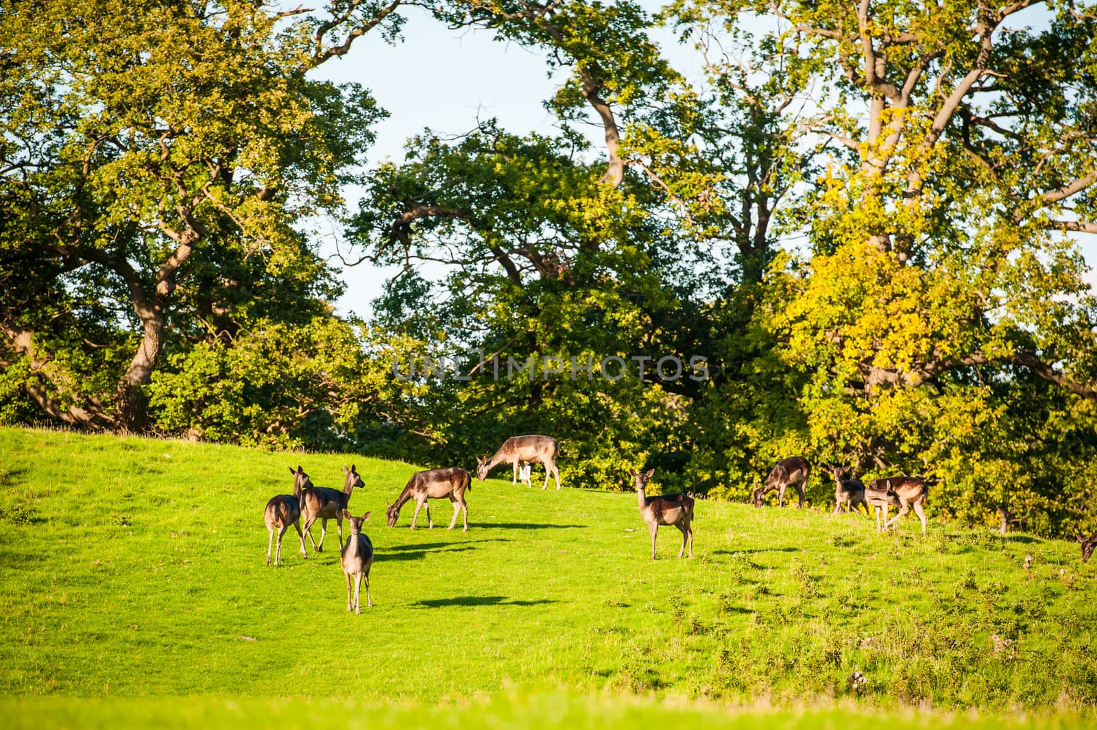 group of Black fallow deer in Levens Park Cumbria