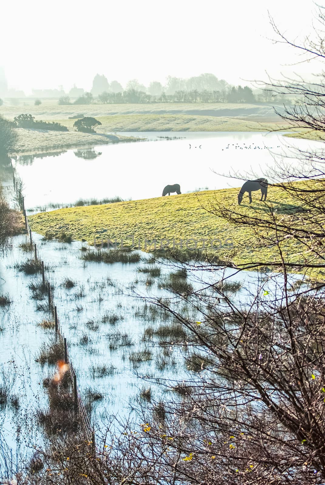 two brown ponies on marshland grass, near a river