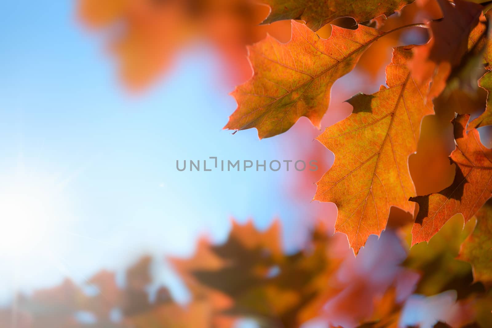 Red oak leaves against the blue sky and sunlight.