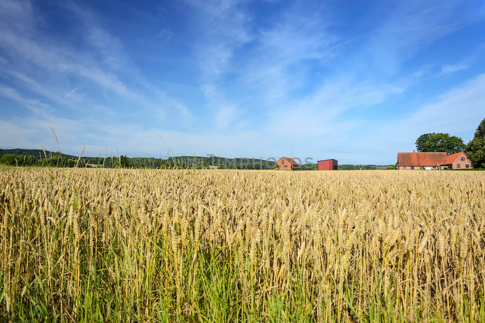 Idyllic landscape of agricultural fields of grain with farm buildings on a background of blue sky and clouds.